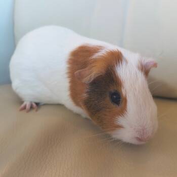 Rescue Guinea Pig Guinea Pigs for Adoption in Warwick, Rhode Island - Chewy | PetCurious
